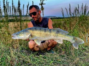 Zander