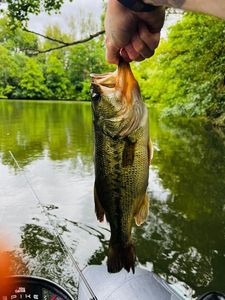 Largemouth Bass