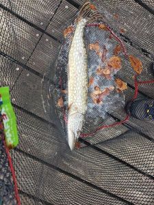 Brochet 