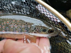 Brown Trout