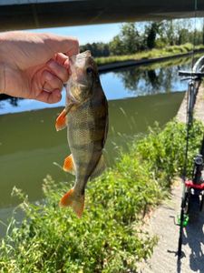 European Perch