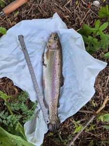 Rainbow Trout