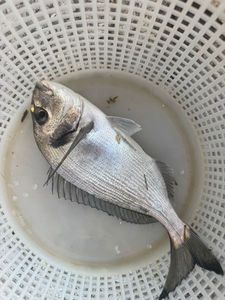 Gilthead Seabream