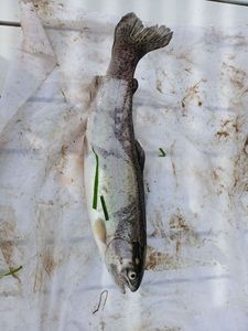 Rainbow Trout