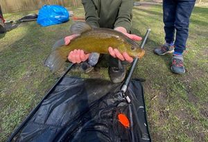 Tench