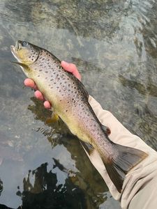 Brown Trout