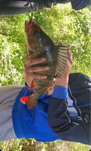 European Perch