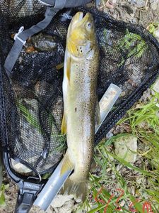 Brown Trout