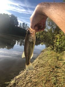 Largemouth Bass