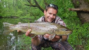 Brown Trout