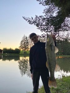 Zander