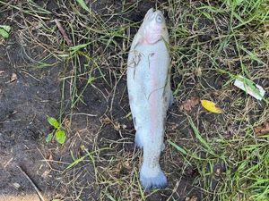 Lake Trout