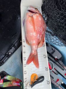 Red Porgy