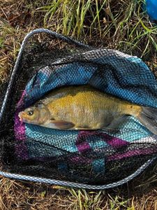 Common Bream