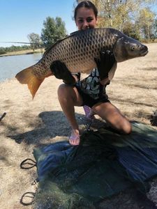 Common Carp