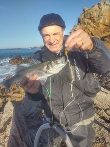 European Bass (Seabass)