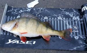 European Perch