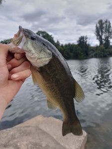 Largemouth Bass