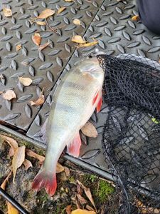European Perch