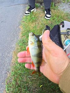 European Perch