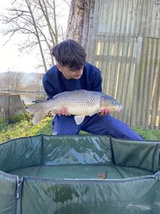 Common Carp
