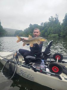 Barbel