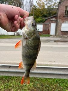 European Perch