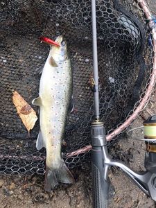 Brown Trout
