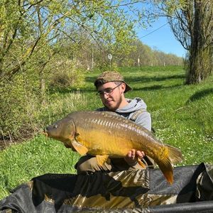 Mirror Carp