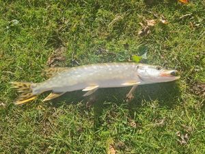 Northern Pike