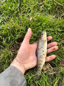 Brown Trout