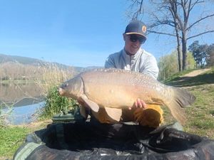 Mirror Carp