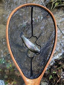 Rainbow Trout