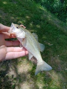 Largemouth Bass
