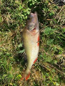 Yellow Perch