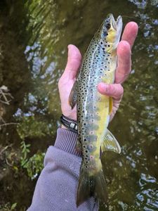 Brown Trout