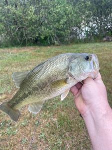 Largemouth Bass