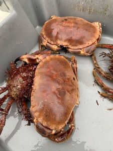 Brown Crab