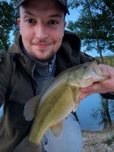 Largemouth Bass