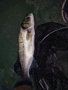 European Bass (Seabass)