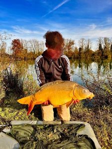 Mirror Carp