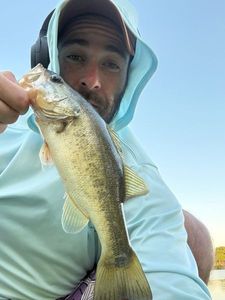 Largemouth Bass