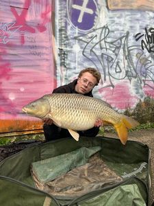 Common Carp