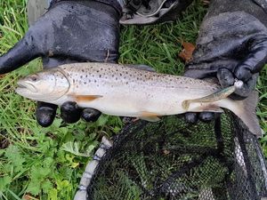 Brown Trout