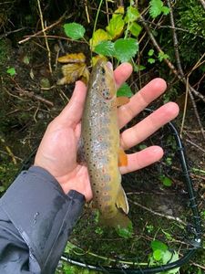 Brown Trout