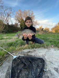 Common Carp