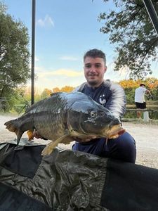 Common Carp