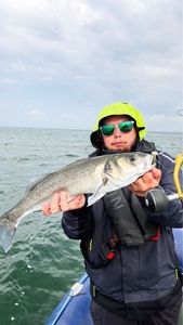 European Bass (Seabass)