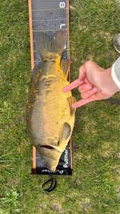 Leather Carp