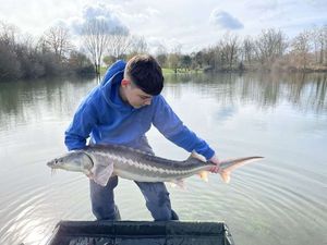 Sturgeon